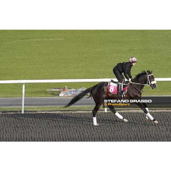 Morning track works at Meydan - Sweet Ducky Dubai - Meydan 24th march 2011 ph.Stefano Grasso