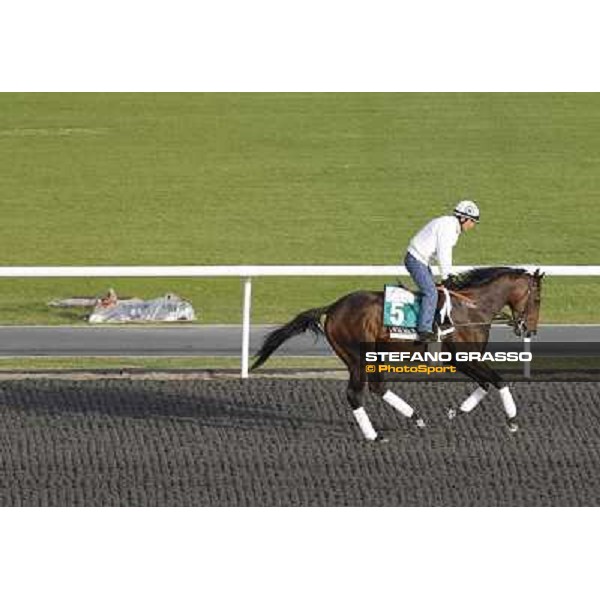 Morning track works at Meydan - Champ Pegasus Dubai - Meydan 24th march 2011 ph.Stefano Grasso