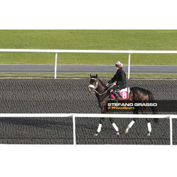 Morning track works at Meydan - Sweet Ducky Dubai - Meydan 24th march 2011 ph.Stefano Grasso