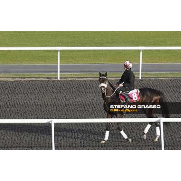 Morning track works at Meydan - Sweet Ducky Dubai - Meydan 24th march 2011 ph.Stefano Grasso