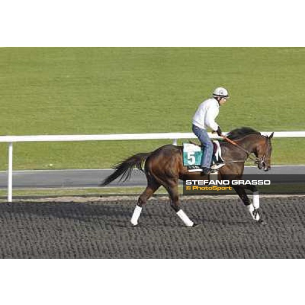 Morning track works at Meydan - Champ Pegasus Dubai - Meydan 24th march 2011 ph.Stefano Grasso