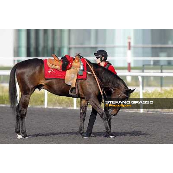 Morning track works at Meydan - waiting for the morning track works Dubai - Meydan 24th march 2011 ph.Stefano Grasso