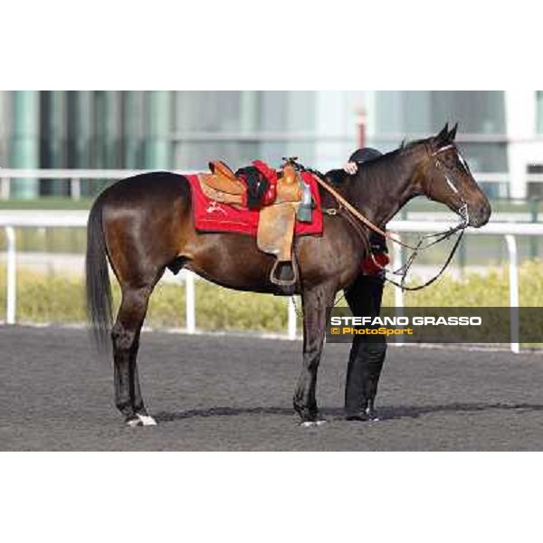 Morning track works at Meydan - waiting for morning track works Dubai - Meydan 24th march 2011 ph.Stefano Grasso