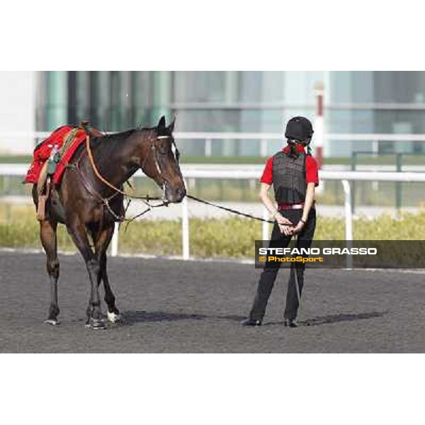 Morning track works at Meydan -waiting for the morning track works Dubai - Meydan 24th march 2011 ph.Stefano Grasso