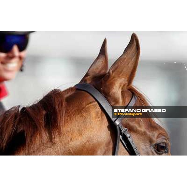 Morning track works at Meydan - a very close up during morning track works Dubai - Meydan 24th march 2011 ph.Stefano Grasso