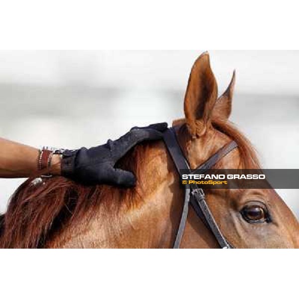 Morning track works at Meydan - a very close up Dubai - Meydan 24th march 2011 ph.Stefano Grasso