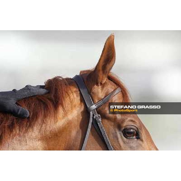Morning track works at Meydan - a caress during morning track works Dubai - Meydan 24th march 2011 ph.Stefano Grasso