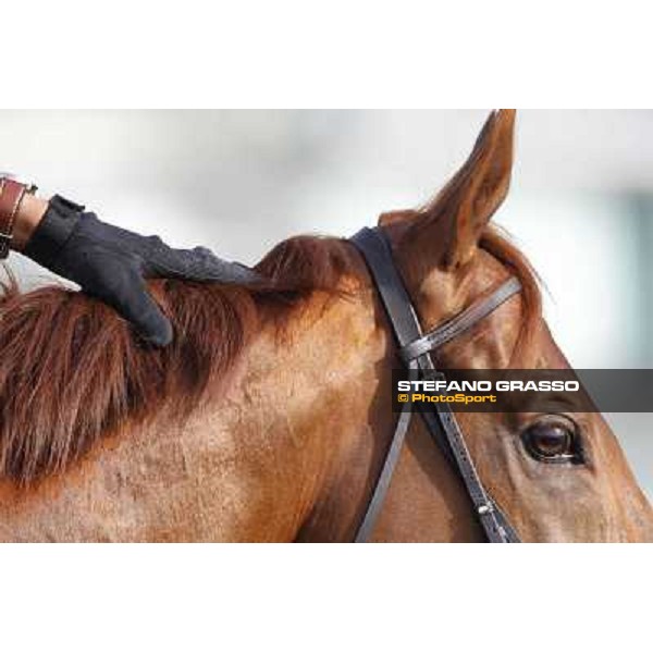 Morning track works at Meydan - morning track works Dubai - Meydan 24th march 2011 ph.Stefano Grasso