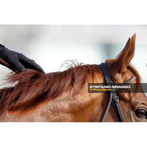 Morning track works at Meydan - a caress before the morning track works Dubai - Meydan 24th march 2011 ph.Stefano Grasso