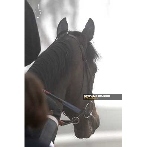 Morning track works at Meydan on friday 25th - a close up for Twice Over Dubai - Meydan 25th march 2011 ph.Stefano Grasso