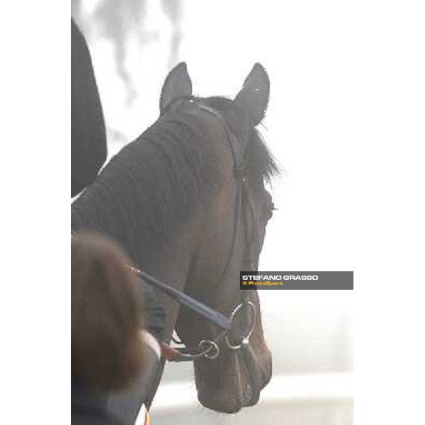 Morning track works at Meydan on friday 25th - a close up for Twice Over Dubai - Meydan 25th march 2011 ph.Stefano Grasso