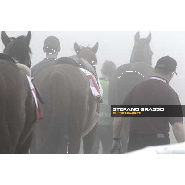 Morning track works at Meydan on friday 25th - Cape Blanco (middle) returnd home after morning works Dubai - Meydan 25th march 2011 ph.Stefano Grasso