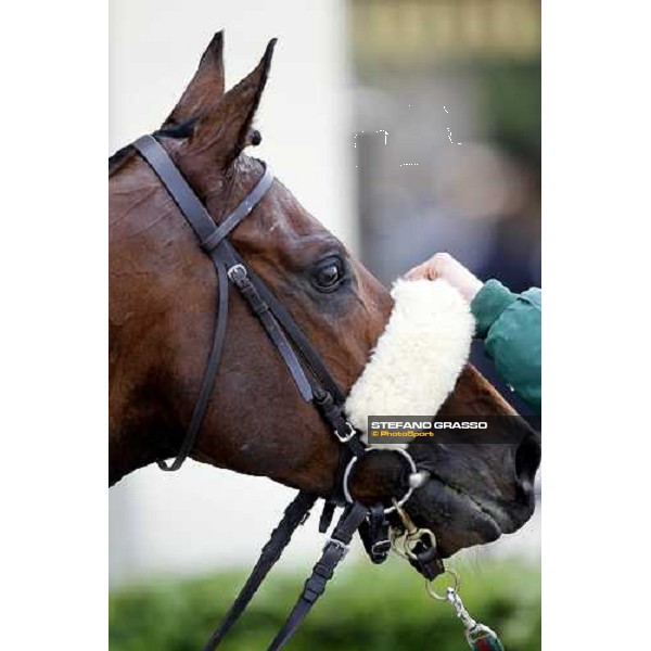 close up for Jakkalberry after winning the Premio Mario Locatelli Milan - San Siro racetrack, 16th april 2011 ph.Stefano Grasso