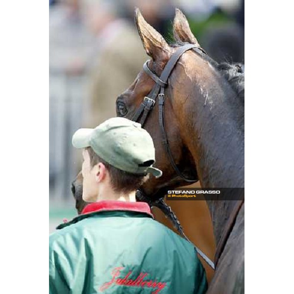 close up for Jakkalberry after winning the Premio Mario Locatelli Milan - San Siro racetrack, 16th april 2011 ph.Stefano Grasso
