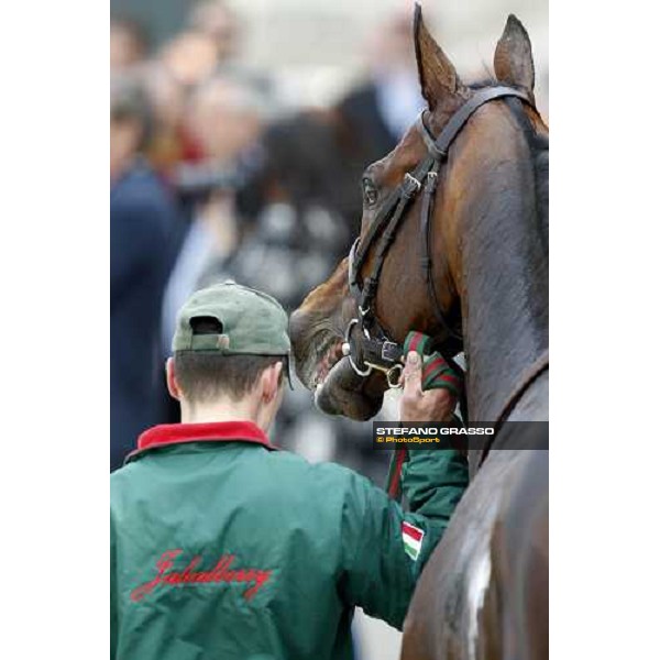 close up for Jakkalberry after winning the Premio Mario Locatelli Milan - San Siro racetrack, 16th april 2011 ph.Stefano Grasso