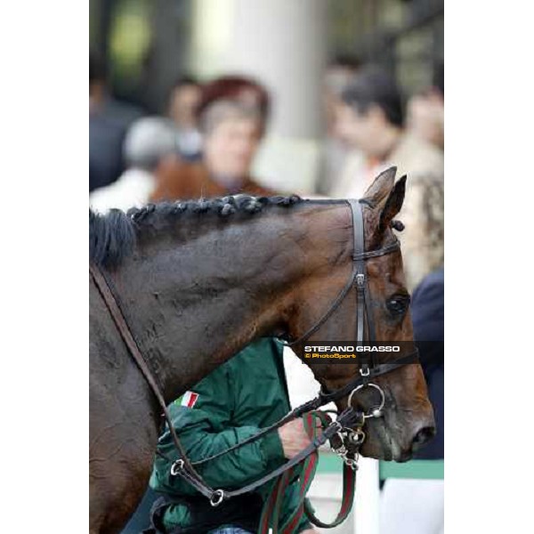 close up for Jakkalberry after winning the Premio Mario Locatelli Milan - San Siro racetrack, 16th april 2011 ph.Stefano Grasso