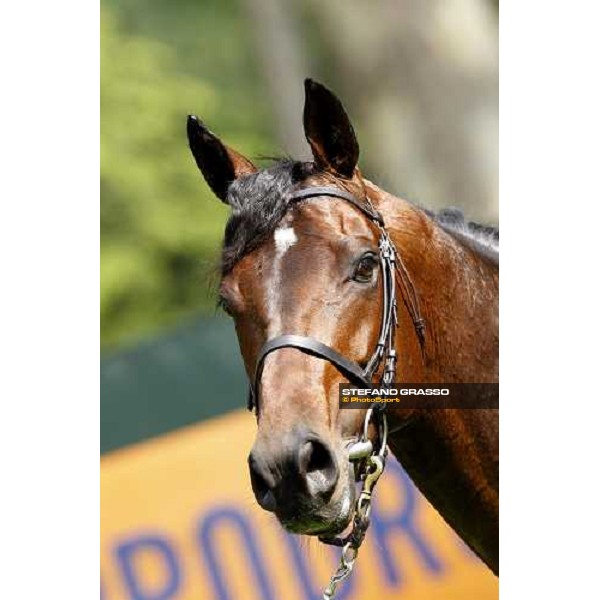 close up for Jakkalberry after winning the Premio Mario Locatelli Milan - San Siro racetrack, 16th april 2011 ph.Stefano Grasso