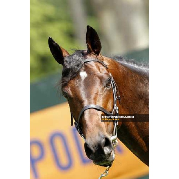 close up for Jakkalberry after winning the Premio Mario Locatelli Milan - San Siro racetrack, 16th april 2011 ph.Stefano Grasso