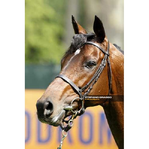 close up for Jakkalberry after winning the Premio Mario Locatelli Milan - San Siro racetrack, 16th april 2011 ph.Stefano Grasso