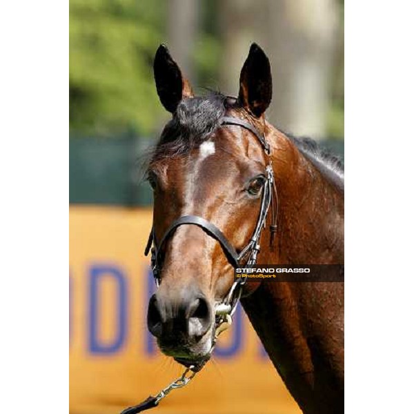 close up for Jakkalberry after winning the Premio Mario Locatelli Milan - San Siro racetrack, 16th april 2011 ph.Stefano Grasso