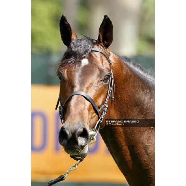 close up for Jakkalberry after winning the Premio Mario Locatelli Milan - San Siro racetrack, 16th april 2011 ph.Stefano Grasso