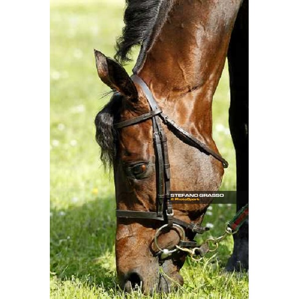 close up for Jakkalberry after winning the Premio Mario Locatelli Milan - San Siro racetrack, 16th april 2011 ph.Stefano Grasso