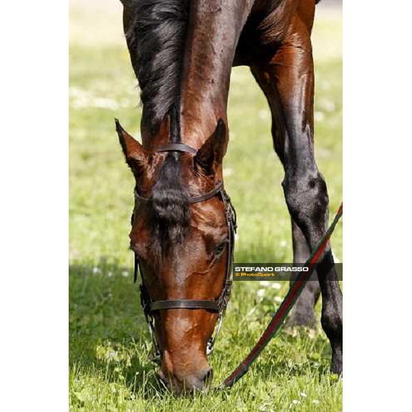 close up for Jakkalberry after winning the Premio Mario Locatelli Milan - San Siro racetrack, 16th april 2011 ph.Stefano Grasso