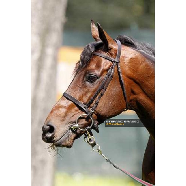close up for Jakkalberry after winning the Premio Mario Locatelli Milan - San Siro racetrack, 16th april 2011 ph.Stefano Grasso