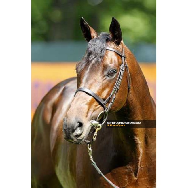 close up for Jakkalberry after winning the Premio Mario Locatelli Milan - San Siro racetrack, 16th april 2011 ph.Stefano Grasso