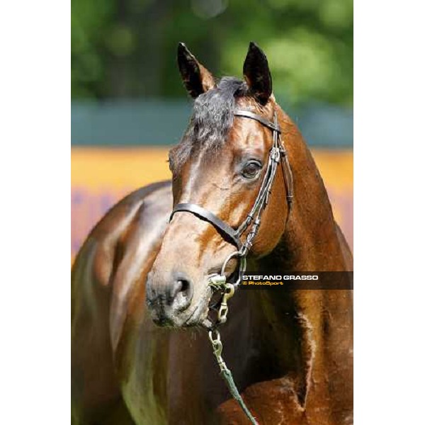close up for Jakkalberry after winning the Premio Mario Locatelli Milan - San Siro racetrack, 16th april 2011 ph.Stefano Grasso