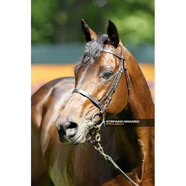 close up for Jakkalberry after winning the Premio Mario Locatelli Milan - San Siro racetrack, 16th april 2011 ph.Stefano Grasso