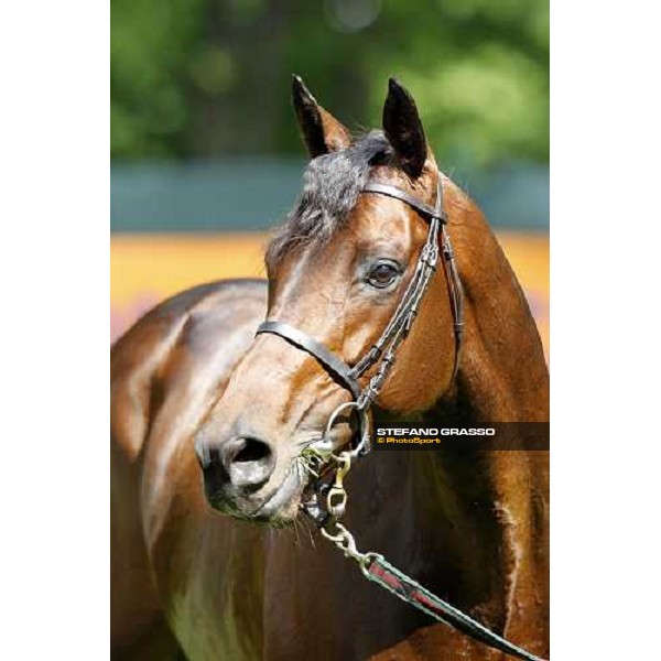 close up for Jakkalberry after winning the Premio Mario Locatelli Milan - San Siro racetrack, 16th april 2011 ph.Stefano Grasso