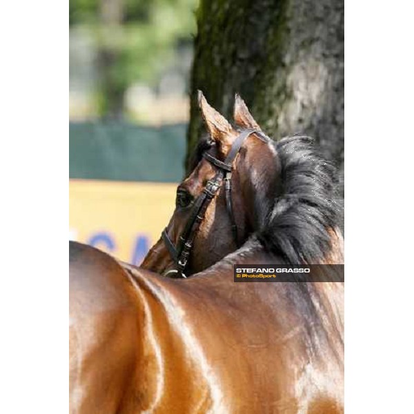 close up for Jakkalberry after winning the Premio Mario Locatelli Milan - San Siro racetrack, 16th april 2011 ph.Stefano Grasso