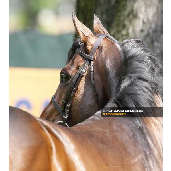 close up for Jakkalberry after winning the Premio Mario Locatelli Milan - San Siro racetrack, 16th april 2011 ph.Stefano Grasso