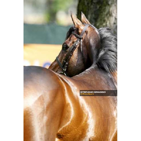 close up for Jakkalberry after winning the Premio Mario Locatelli Milan - San Siro racetrack, 16th april 2011 ph.Stefano Grasso