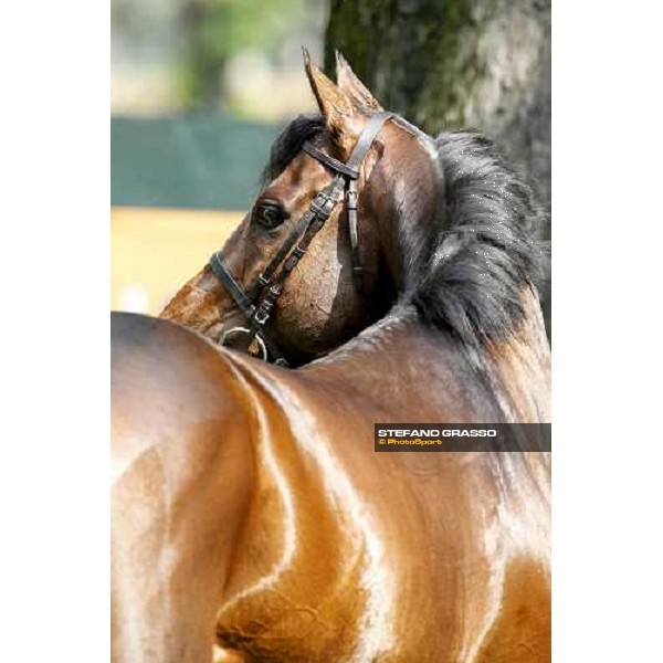 close up for Jakkalberry after winning the Premio Mario Locatelli Milan - San Siro racetrack, 16th april 2011 ph.Stefano Grasso
