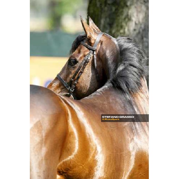 close up for Jakkalberry after winning the Premio Mario Locatelli Milan - San Siro racetrack, 16th april 2011 ph.Stefano Grasso