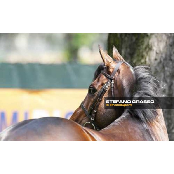 close up for Jakkalberry after winning the Premio Mario Locatelli Milan - San Siro racetrack, 16th april 2011 ph.Stefano Grasso