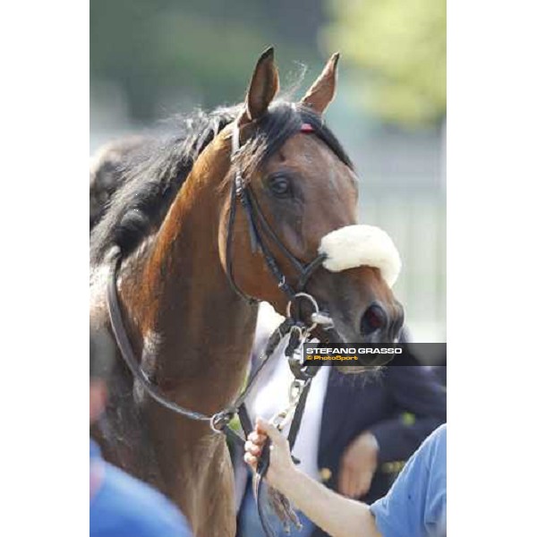 Sneak a Peek after winning the Premio Emanuele Filiberto Milan - San Siro racetrack, 16th april 2011 ph.Stefano Grasso