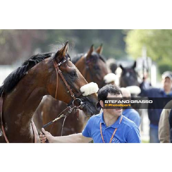waiting for the official result of the Premio Emanuele Filiberto - Lake Drop (2nd) and behind him the winner Sneak a Peak Milan - San Siro racetrack, 16th april 2011 ph.Stefano Grasso