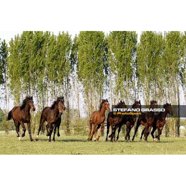 Yearlings at Biasuzzi Stud at Colloredo di Monte Albano (UD) Colloredo di Monte Albano (Ud), 20th april 2011 ph.Stefano Grasso