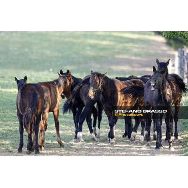 Yearlings at Biasuzzi Stud at Colloredo di Monte Albano (UD) Colloredo di Monte Albano (Ud), 20th april 2011 ph.Stefano Grasso