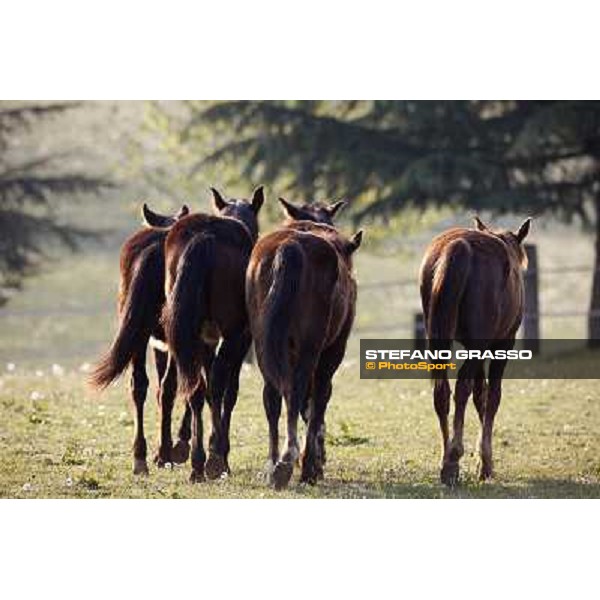 Yearlings at Biasuzzi Stud at Colloredo di Monte Albano (UD) Colloredo di Monte Albano (Ud), 20th april 2011 ph.Stefano Grasso