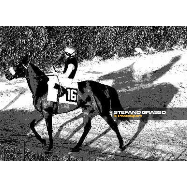 Going to the starting gates ! Rome - Capannelle racetrack 17th april 2011 ph.Stefano Grasso
