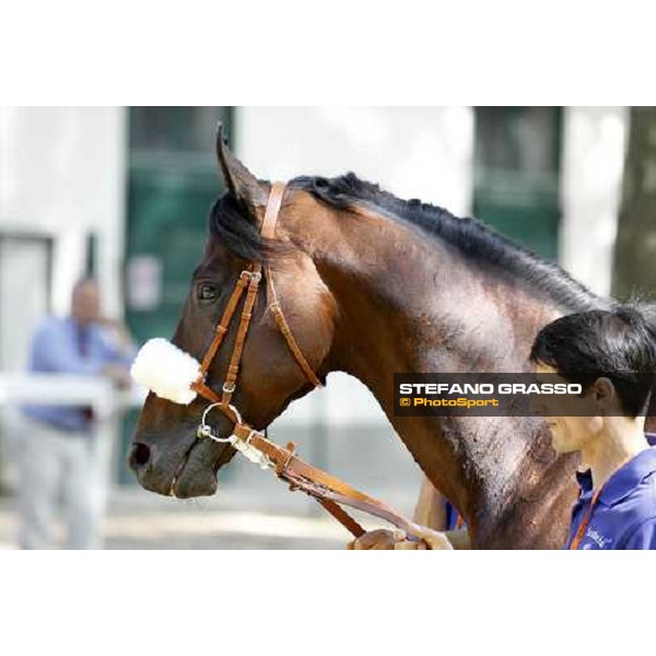 The Derby winner Worthadd Milan - San Siro racetrack, 24th april 2011 ph.Stefano Grasso