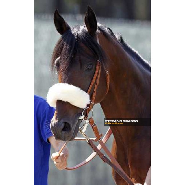 The Derby winner Worthadd Milan - San Siro racetrack, 24th april 2011 ph.Stefano Grasso