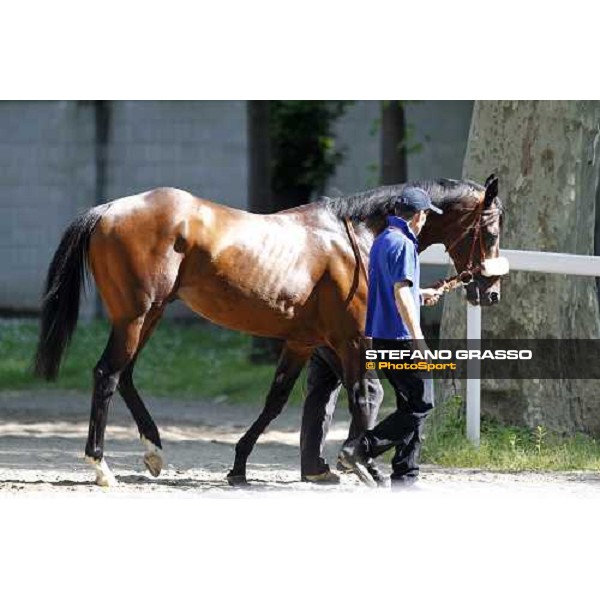 The Derby winner Worthadd Milan - San Siro racetrack, 24th april 2011 ph.Stefano Grasso