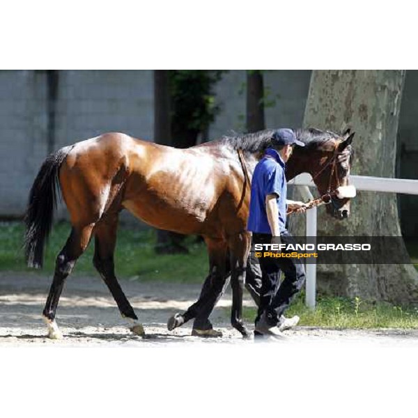 The Derby winner Worthadd Milan - San Siro racetrack, 24th april 2011 ph.Stefano Grasso