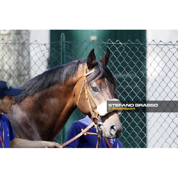 The Derby winner Worthadd Milan - San Siro racetrack, 24th april 2011 ph.Stefano Grasso