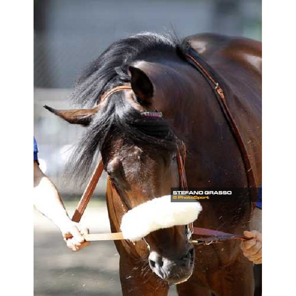 The Derby winner Worthadd Milan - San Siro racetrack, 24th april 2011 ph.Stefano Grasso